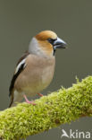 Appelvink (Coccothraustes coccothraustes)