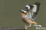 Appelvink (Coccothraustes coccothraustes)