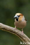 Appelvink (Coccothraustes coccothraustes)