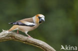 Appelvink (Coccothraustes coccothraustes)