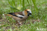 Appelvink (Coccothraustes coccothraustes)