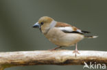 Appelvink (Coccothraustes coccothraustes)