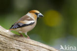 Appelvink (Coccothraustes coccothraustes)