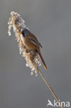 Bearded Reedling (Panurus biarmicus)