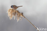 Bearded Reedling (Panurus biarmicus)