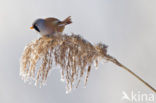 Bearded Reedling (Panurus biarmicus)