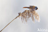 Bearded Reedling (Panurus biarmicus)