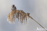 Bearded Reedling (Panurus biarmicus)