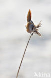 Bearded Reedling (Panurus biarmicus)