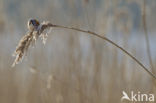 Bearded Reedling (Panurus biarmicus)