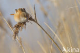 Bearded Reedling (Panurus biarmicus)