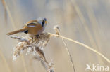 Bearded Reedling (Panurus biarmicus)