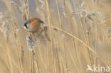 Bearded Reedling (Panurus biarmicus)