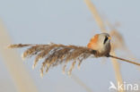 Bearded Reedling (Panurus biarmicus)