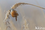 Bearded Reedling (Panurus biarmicus)