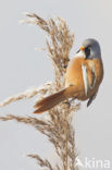 Bearded Reedling (Panurus biarmicus)