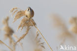 Bearded Reedling (Panurus biarmicus)