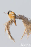 Bearded Reedling (Panurus biarmicus)