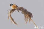 Bearded Reedling (Panurus biarmicus)