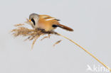 Bearded Reedling (Panurus biarmicus)