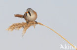 Bearded Reedling (Panurus biarmicus)