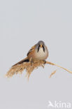 Bearded Reedling (Panurus biarmicus)