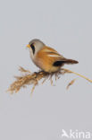 Bearded Reedling (Panurus biarmicus)