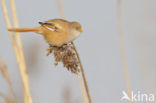 Bearded Reedling (Panurus biarmicus)