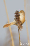 Bearded Reedling (Panurus biarmicus)