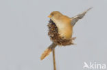 Bearded Reedling (Panurus biarmicus)