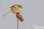 Bearded Reedling (Panurus biarmicus)