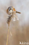 Bearded Reedling (Panurus biarmicus)