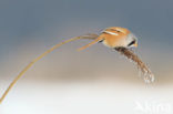 Bearded Reedling (Panurus biarmicus)