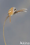 Bearded Reedling (Panurus biarmicus)