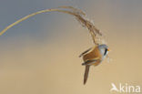 Bearded Reedling (Panurus biarmicus)