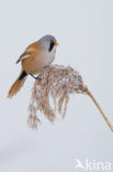 Bearded Reedling (Panurus biarmicus)