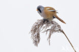 Bearded Reedling (Panurus biarmicus)