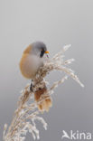 Bearded Reedling (Panurus biarmicus)