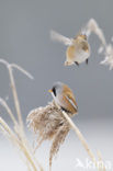 Bearded Reedling (Panurus biarmicus)