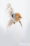 Bearded Reedling (Panurus biarmicus)