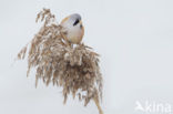 Bearded Reedling (Panurus biarmicus)