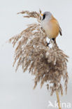 Bearded Reedling (Panurus biarmicus)