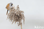 Bearded Reedling (Panurus biarmicus)