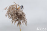 Bearded Reedling (Panurus biarmicus)