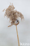 Bearded Reedling (Panurus biarmicus)