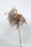 Bearded Reedling (Panurus biarmicus)