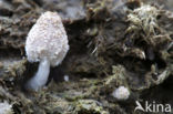 Coprinus narcoticus