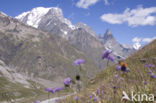 Field Scabious (Knautia arvensis)