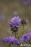 Field Scabious (Knautia arvensis)