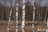 Birch (Betula)